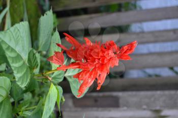 Salvia. Salvia splendens. Flower red. Heat-loving plants. Annual plant. Beautiful flower. Garden. Flowerbed. Close-up. On blurred background. Vertical