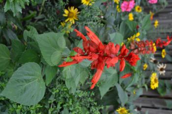 Salvia. Salvia splendens. Flower red. Heat-loving plants. Annual plant. Beautiful flower. Garden. Flowerbed. Growing flowers. Close-up. Vertical