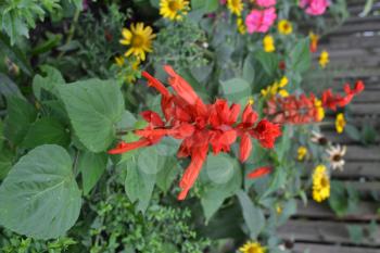 Salvia. Salvia splendens. Flower red. Heat-loving plants. Annual plant. Beautiful flower. Garden. Flowerbed. Growing flowers. On blurred background. Vertical photo