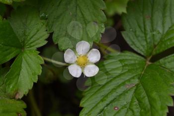 Strawberries. Fragaria vesca. Bushes of strawberry. Close-up. Green leaves. Flowers strawberries. Horizontal