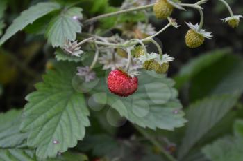 Strawberries. Fragaria vesca. Bushes of strawberry. Red juicy berries. Fragrant berries. Healing berries. Close-up. Green leaves