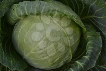 White cabbage. Cabbage growing in the garden. Brassica oleracea. Farm. Field. Growing cabbage. Cabbage close-up