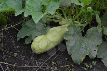 Zucchini. Cucurbita pepo ssp. pepo. Useful vegetable. Green leaves. Bushes courgettes in the garden. The fruits of zucchini among the leaves. Garden, field, farm. Close-up. Horizontal