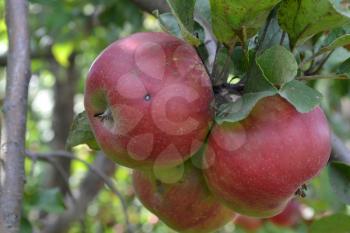 Apple. Grade Jonathan. Apples are red. Winter grade. Growing fruits. Garden. Farm. Agriculture. Close-up. Horizontal