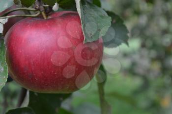 Apple. Grade Jonathan. Apples are red. Winter grade. Fruits apple on the branch. Apple tree. Agriculture. Growing fruits. Farm. Close-up. Horizontal photo