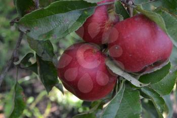 Apple. Grade Jonathan. Apples are red. Winter grade. Growing fruits. Fruits apple on the branch. Apple tree. Agriculture. Close-up. Horizontal