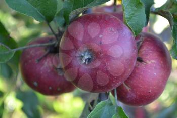 Apple. Grade Jonathan. Apples are red. Winter grade. Growing fruits. Garden. Farm. Agriculture. Close-up. Horizontal photo