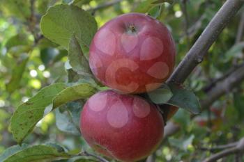 Apple. Grade Jonathan. Apples are red. Winter grade. Growing fruits. Garden. Farm. Apple tree. Agriculture. Close-up. Horizontal photo