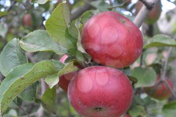 Apple. Grade Jonathan. Apples are red. Winter grade. Growing fruits. Garden. Farm. Fruits apple on the branch. Agriculture. Close-up. Horizontal photo