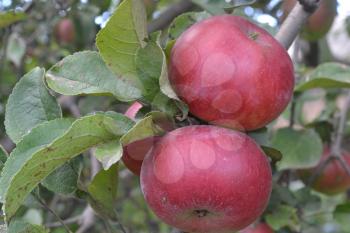 Apple. Grade Jonathan. Apples are red. Winter grade. Growing fruits. Garden. Farm. Fruits apple on the branch. Agriculture. Close-up. Horizontal