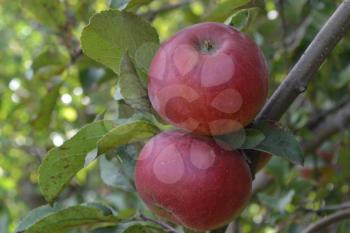 Apple. Grade Jonathan. Apples are red. Winter grade. Growing fruits. Garden. Fruits apple on the branch. Apple tree. Agriculture. Close-up. Horizontal photo