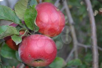 Apple. Grade Jonathan. Apples average maturity. Apple tree. Agriculture. Growing fruits. Garden. Farm. Close-up. Horizontal