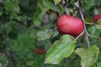 Apple. Grade Jonathan. Apples average maturity. Fruits apple on the branch. Apple tree. Agriculture. Farm. Close-up. Horizontal
