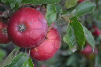 Apple. Grade Jonathan. Apples average maturity. Fruits apple on the branch. Apple tree. Agriculture. Garden. Farm. Close-up. Horizontal photo