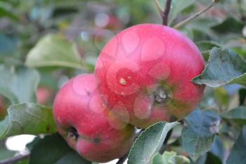 Apple. Grade Jonathan. Apples average maturity. Fruits apple on the branch. Apple tree. Agriculture. Growing fruits. Garden. Farm. Horizontal photo