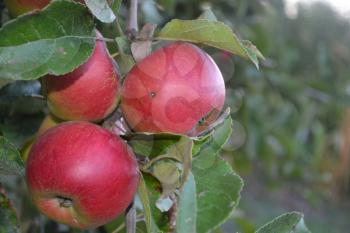 Apple. Grade Jonathan. Apples average maturity. Fruits apple on the branch. Apple tree. Growing fruits. Garden. Farm. Close-up. Horizontal