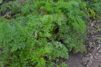 Carrot. Daucus. carrot leaves. Carrots growing in the garden. Field. growing vegetables. Agriculture. Horizontal photo
