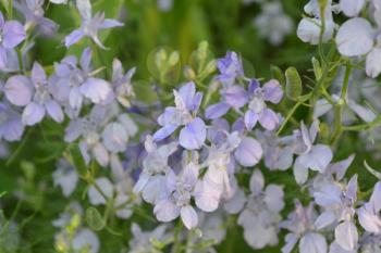 Consolida. Delicate flower. Flower pale purple. Small flowers on the stem. Among the green leaves. Garden. Field. Growing flowers. On blurred background. Horizontal