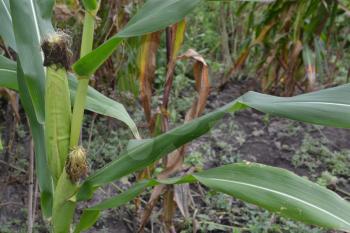 Corn. Zea mays subsp. mays. Corn grows in the garden. Flowers corn. Farm. Field. Garden. Agriculture. Close-up. Horizontal photo