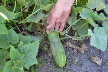 Cucumber. Cucumis sativus. The fruits of cucumber. Cucumber growing in the garden. Hand. Garden. Field. Cultivation of vegetables. Agriculture. Horizontal