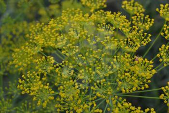 Dill. Anethum graveolens. Short-lived annuals. Medicinal plant. dill flowers. On blurred background. Garden. Field. Growing herbs. Close-up. Horizontal photo