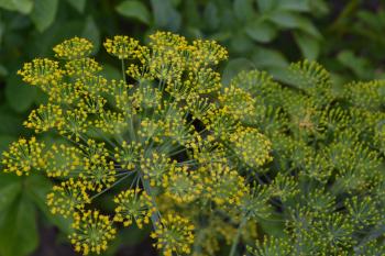 Dill. Anethum graveolens.  Short-lived annuals. Medicinal plant. dill flowers. On blurred background. Garden. Field. Growing herbs. Horizontal photo