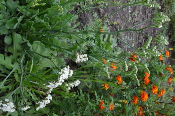 Dried flowers. Limonium sinuatum. Statice sinuata. Flower white. Garden. Flowerbed. Growing flowers. Vertical