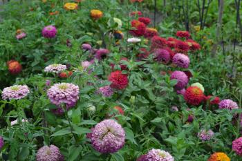 Flower major. Zinnia elegans. Many different colors of flowers - orange, pink, red. Garden. Field. Floriculture. Horizontal photo