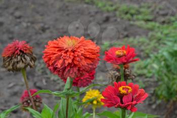 Flower major. Zinnia elegans. Many flowers of different colors - orange, red. Garden. Field. Floriculture. Large flowerbed. Horizontal photo