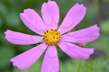 Flower pink cosmos. Flower closeup. Cosmos bipinnatus. Garden. Garden. Flowerbed