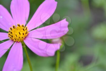 Flower pink cosmos. Flower closeup. Cosmos bipinnatus. Garden. Garden