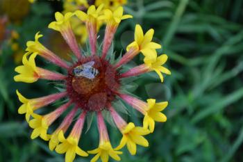 Gaillardia. G. hybrida Fanfare. A bee on a flower. Summer flower yellow. Annual plant. Sunny summer. Horizontal. Blurring background. Close-up