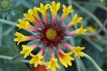Gaillardia. G. hybrida Fanfare. Summer flower yellow. Sunny summer. Horizontal photo. Blurring background. Close-up