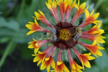 Gaillardia. G. hybrida Fanfare. Two bees on a flower. Summer flower yellow. Annual plant. Sunny summer. Horizontal. Blurring background. Close-up