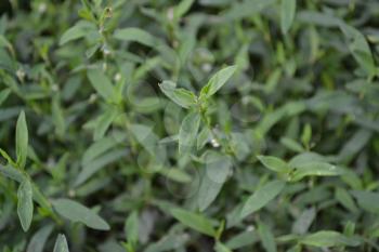 Green grass. Polygonum aviculare. Medicinal plant. Fodder plant. Close-up. Horizontal