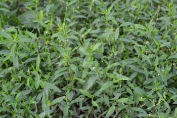 Green grass. Polygonum aviculare. Medicinal plant. Fodder plant. Horizontal