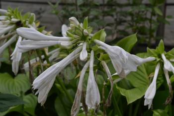 Hosta. Hosta plantaginea. Hemerocallis japonica. Floral bushes. Large leaves are green in color. White flower similar to a lily. Garden. Flowers. Beautiful plants