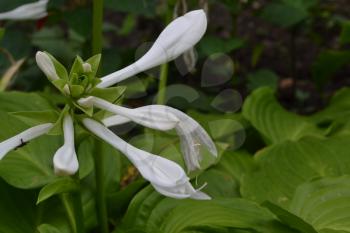 Hosta. Hosta plantaginea. Hemerocallis japonica. Large leaves are green in color. White flower similar to a lily. Garden. Flowerbed. Flowers