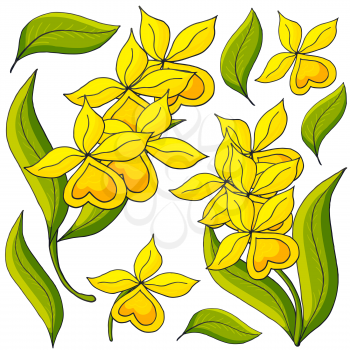 Orchids. Set of orchid inflorescences. Yellow flowers, individual elements. Cute flowers in hand draw style