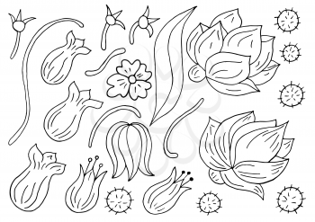 Collection of Monochrome elements. Flowers and leaves in hand draw style. Elements for your design. Peonies and tulips