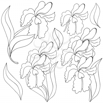 Orchids. Set of orchid inflorescences. Monochrome flowers, individual elements. Cute flowers in hand draw style