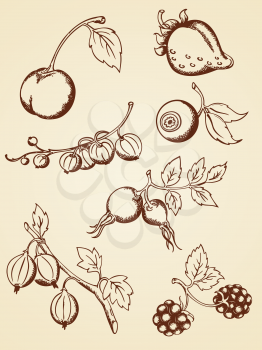 set of vector hand drawn  berries in retro style