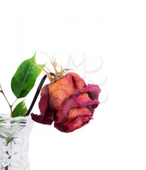 Dried red rose in vase on a white background