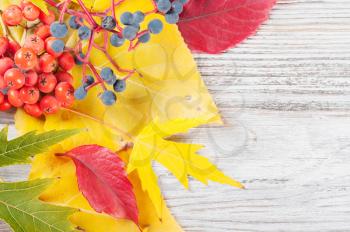 Autumn background with yellow and red leaves and rowan berries. Falling leaves on a wooden background.