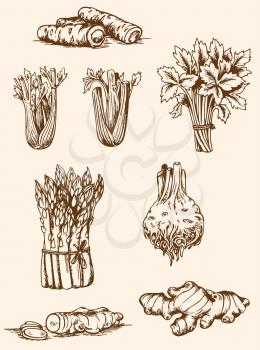 Set of vector vintage hand drawn vegetables