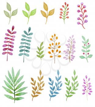 Watercolor floral design elements, flowers and leaves
