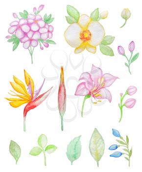 Set of watercolor tropical flowers and leaves for design