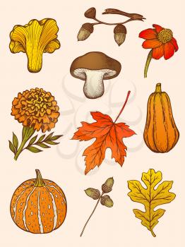 Set of hand drawn vector decorative autumn design elements in vintage style. Mushrooms, flowers and leaves.