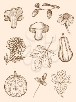 Set of hand drawn decorative autumn design elements in vintage style. 