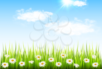 Spring background with fresh green grass, daisy flowers and blue sky with clouds. Vector illustration.